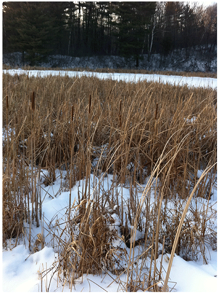 cattail marsh in winter