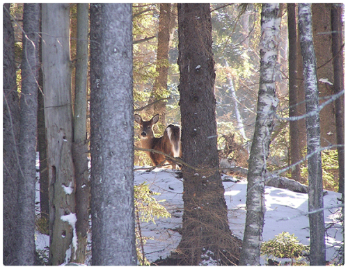 white-tailed deer in hemlock forest