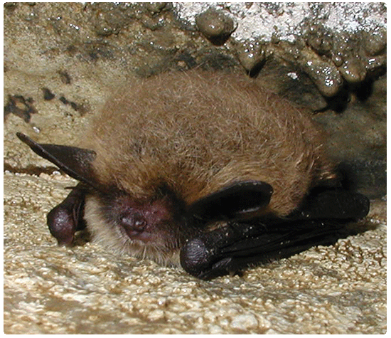 close-up of a northern long-eared bat