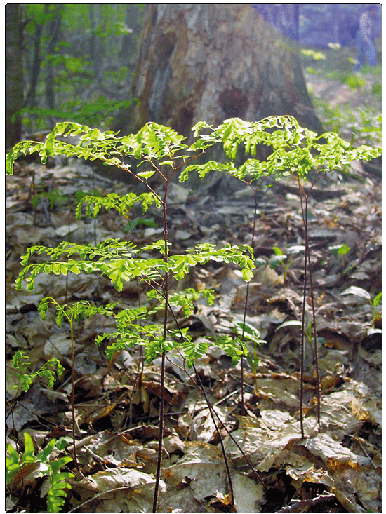 close up of maidenhair fern