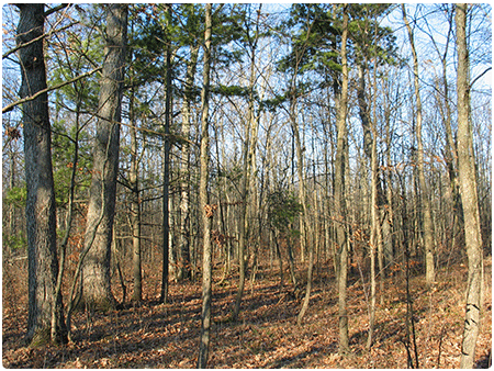 mesic clayplain forest