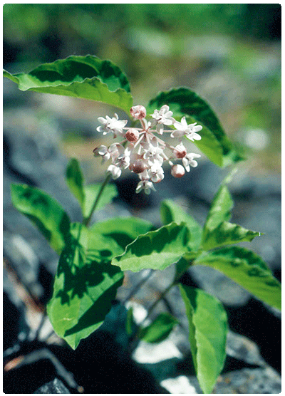 four-leaved milkweed