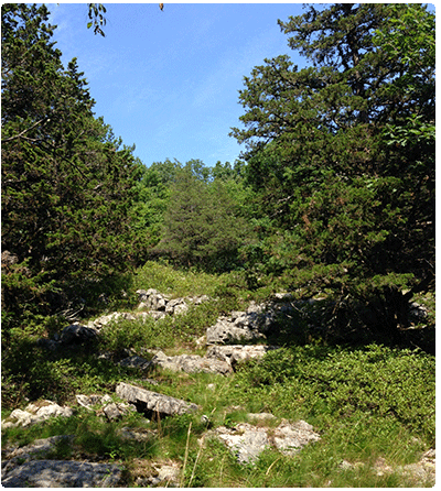 Red cedar woodland