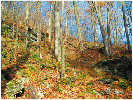 Red Oak Hardwood Forest in the fall 