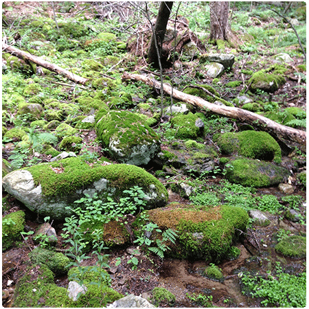 woodland seep