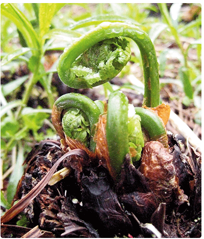 ostrich fern fiddlehead