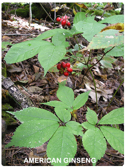 American Ginseng