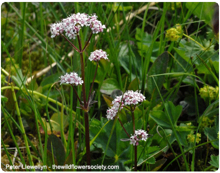marsh valerian