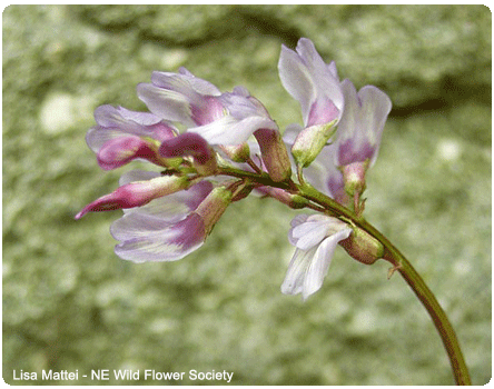 Jesup's milk-vetch