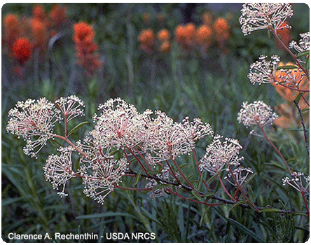 prairie redroot