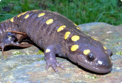 salamander