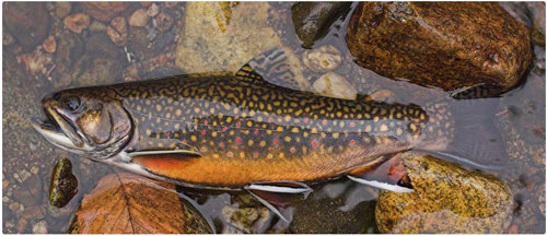 brook trout