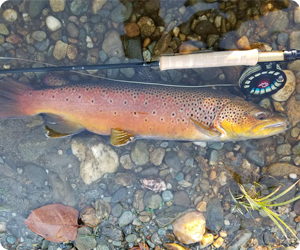 Brown trout in Dog River