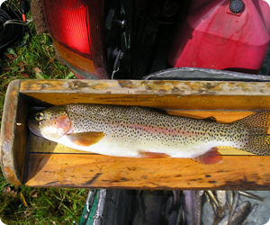 Rainbow trout on a measuring platform