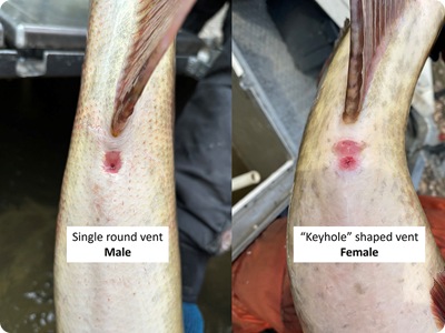 Male and female muskellunge vents. Male has single round vent, female has "keyhole" shaped vent.
