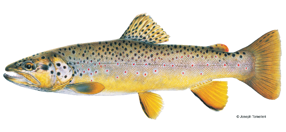 Brown Trout