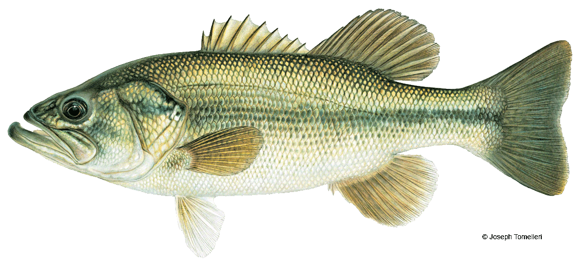 Largemouth Bass