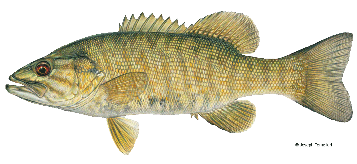 Smallmouth Bass