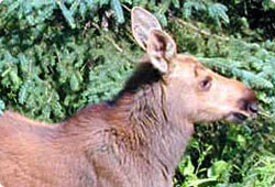 moose calf