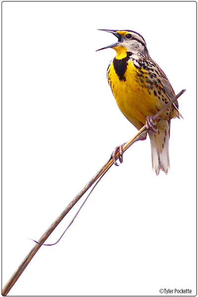 Eastern Meadowlark