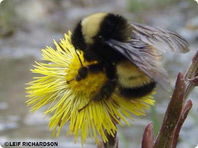 Yellow-banded bumble bee