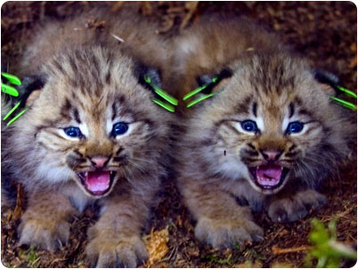 Canada Lynx kits