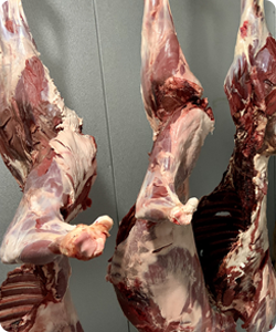 Dressed deer carcasses hanging in the fridge ready for further processing