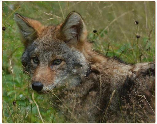 coyote in a field