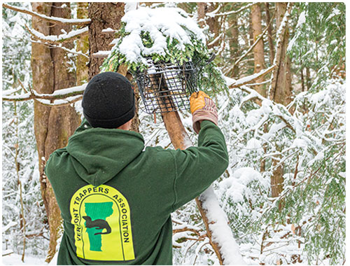 trapper setting a trap in a tree