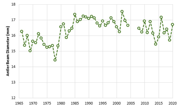 chart of antler beam diameter of yearling bucks