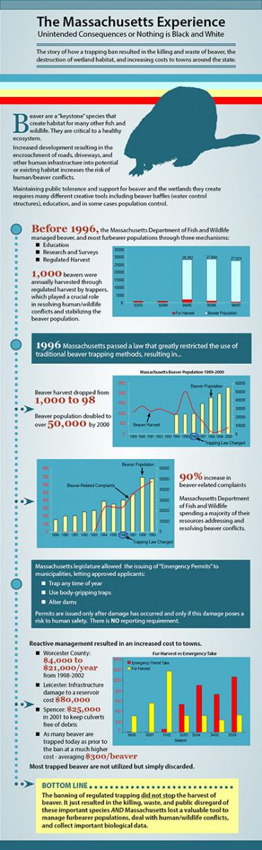 beaver infographic