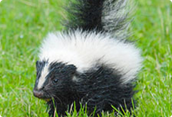 Skunk Thumbnail