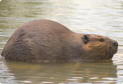 beaver