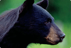 Black Bear