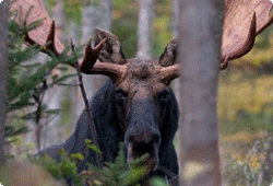 Bull Moose