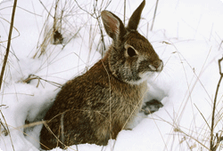 Cottontail Rabbit