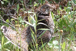 Ruffed Grouse