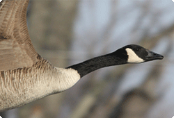 Canada goose