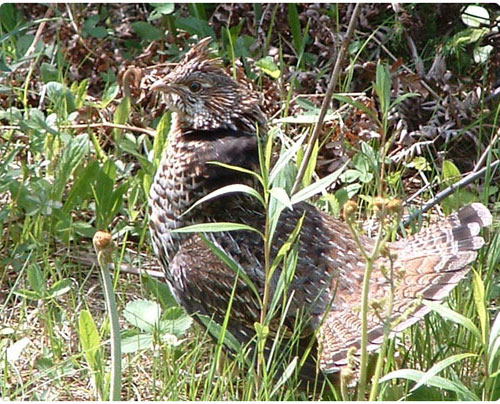 Ruffed Grouse