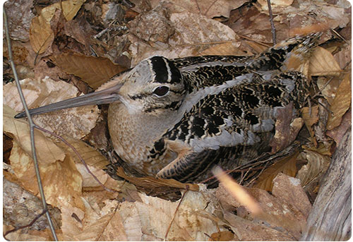 Woodcock