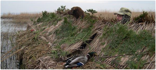 Ducks on a Riverbank