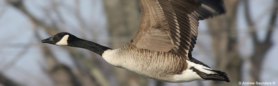 Canada goose