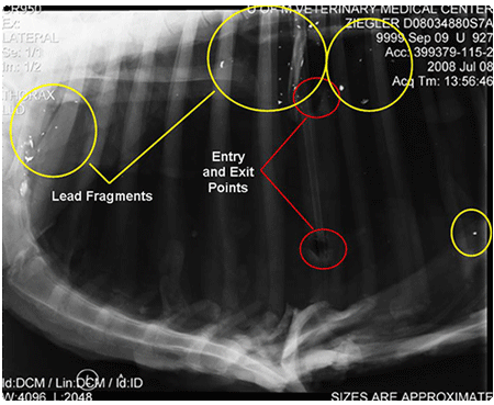 xray of deer showing lead fragments