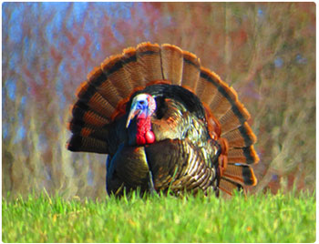 strutting tom turkey