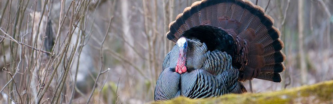 Wild Turkey