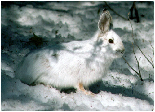 Snowshoe Hare