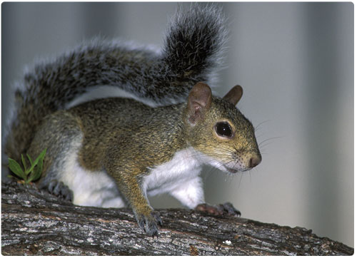 Gray Squirrel