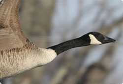 Canada Goose in flight