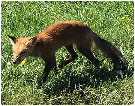 red fox with mange