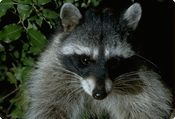 raccoon